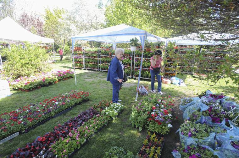 Virágbirodalom a Bethlen-lakótelepi parkban