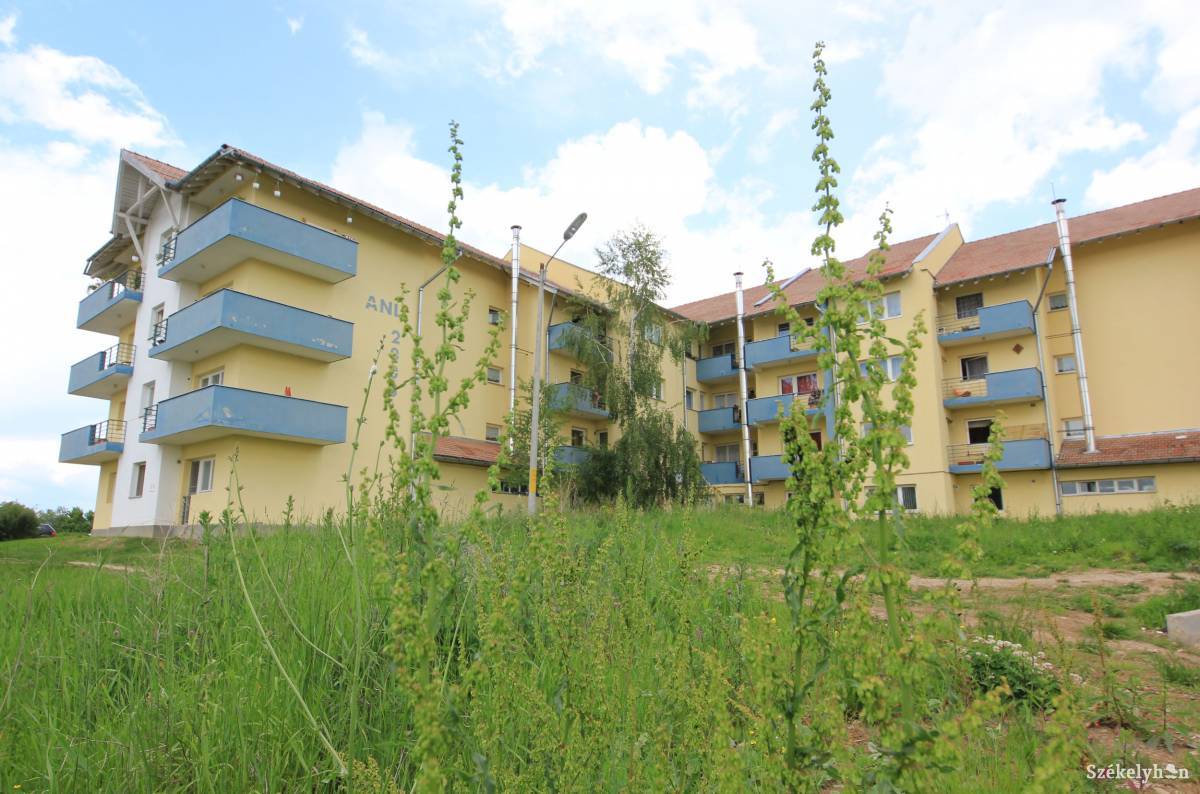 Otthon érzi magát. Az allergiásokat kínzó parlagfű a rendszerváltást követően jelent meg Romániában •  Fotó: Farkas Antal