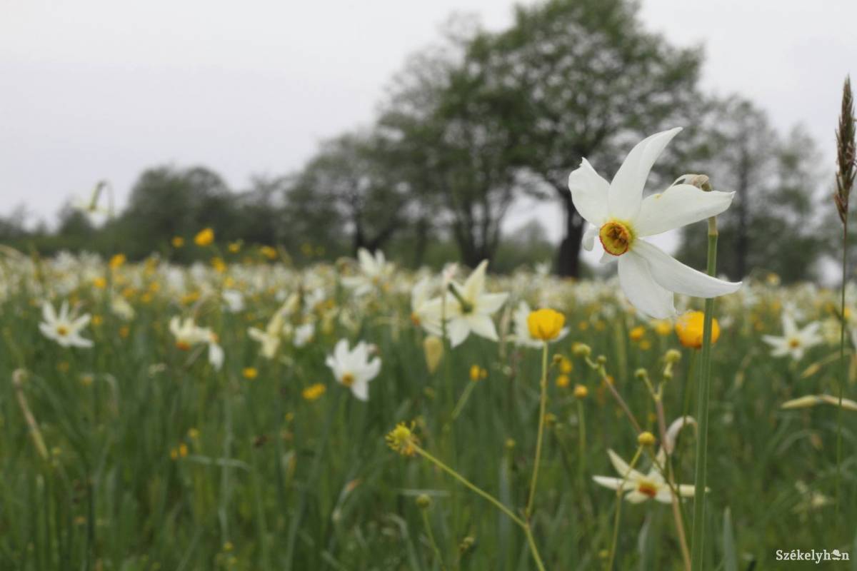 • Fotó: Szabó Károly