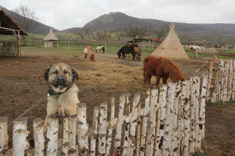 Beindult az élet a Csicser farmon