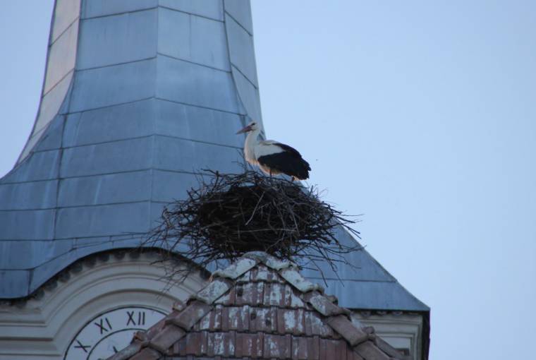 Kreativitási vetélkedő a gólyákról
