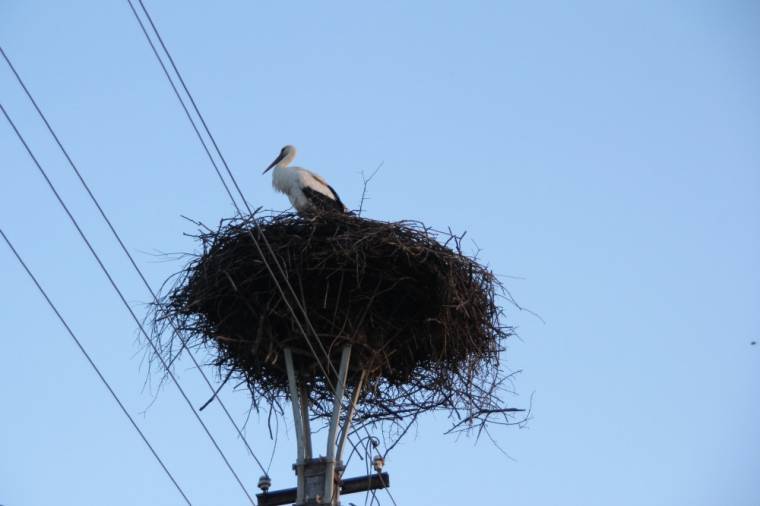 Megérkeztek az első gólyák Székelyföldre