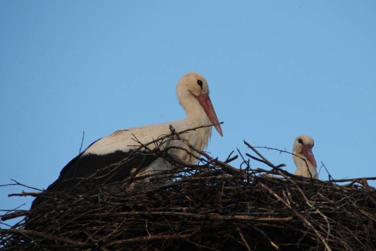 Gólyák vették birtokukba a megüresedett sáromberki fészket
