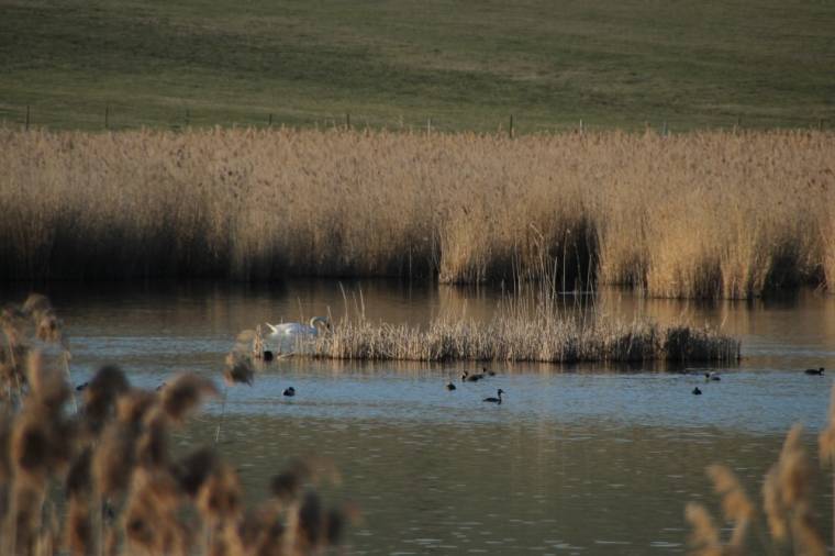 Homoródszentpál pazar élővilágát lehet megismerni