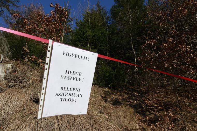 Medvék mint hívatlan látogatók