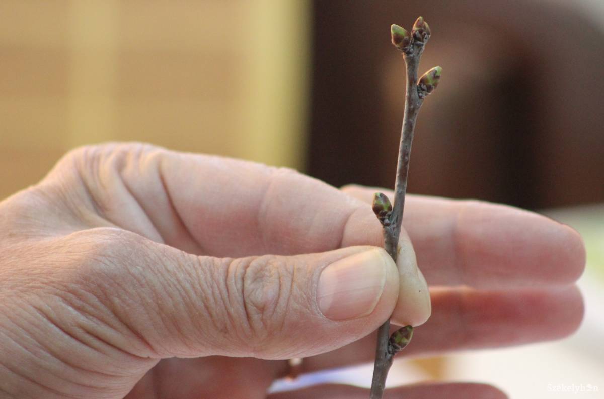 &bullet;  Fotó: Farkas Antal