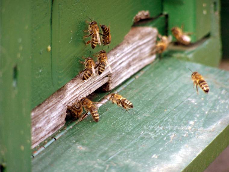 Évtizedek óta nem tapasztaltak hasonlót a méhészek