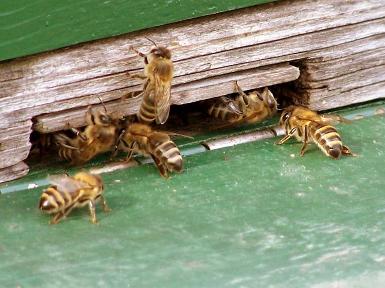 Napraforgó- és akácmézből jó termés lett idén