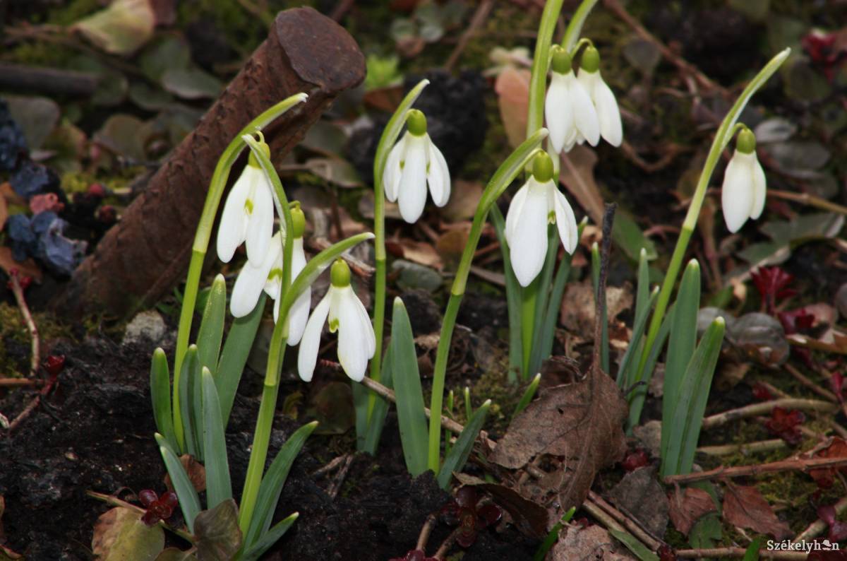 &bullet;  Fotó: Farkas Antal