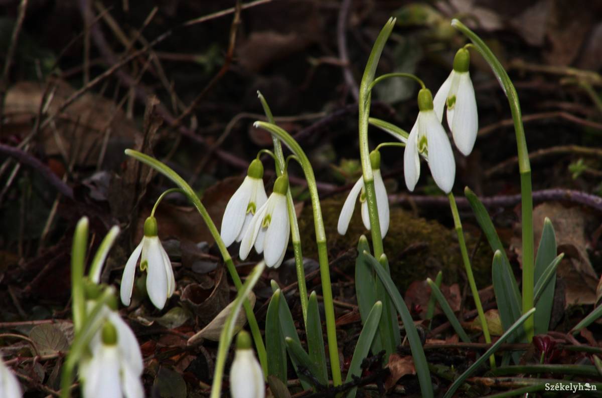 • Fotó: Farkas Antal