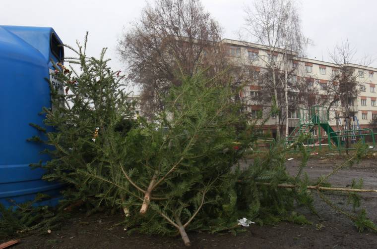 Komposzt lesz a tűlevelűekből