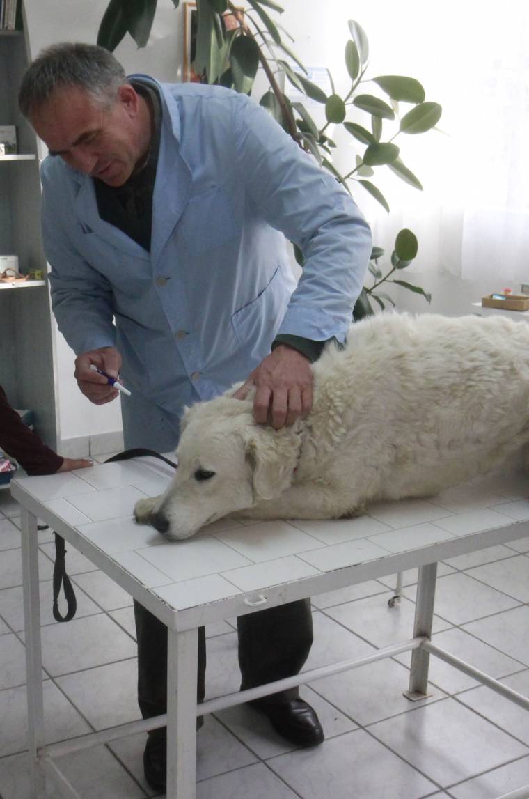 Lassan halad a chipezés