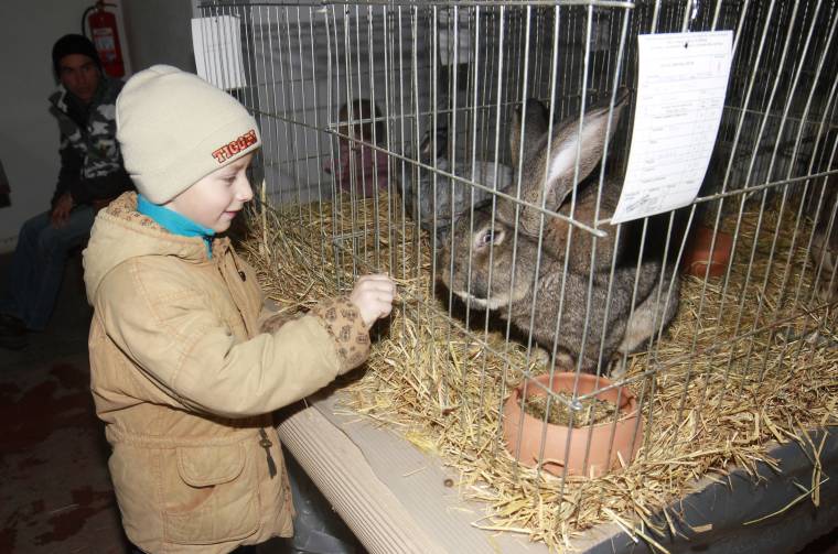 Nyereményekkel vár a kisállat-kiállítás