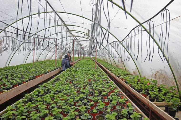 Virágtenger a Budvár utcában