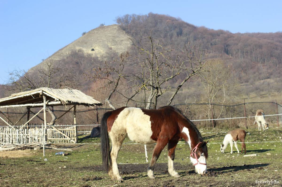 &bullet;  Fotó: Farkas Antal