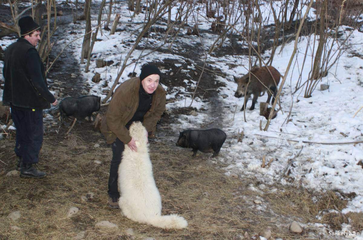 • Fotó: Farkas Antal