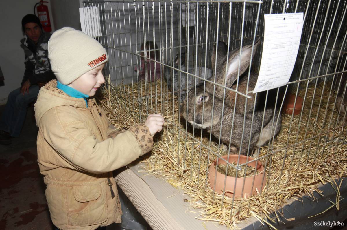 • Fotó: Farkas Antal