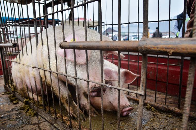Hatszáz sertést fuvarozó szállítmányt fordítottak vissza Kovászna megyéből