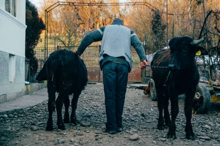 Ősszel mutatnák be a bivalyos-borvizes szekeret