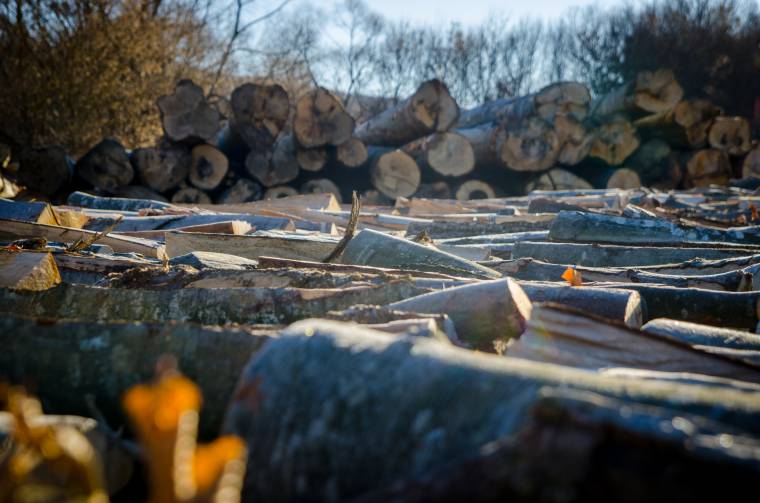Megváltozott az erdészeti törvény, drágult a faanyag