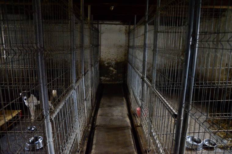 Megdöbbentő állapotok a menhelyen