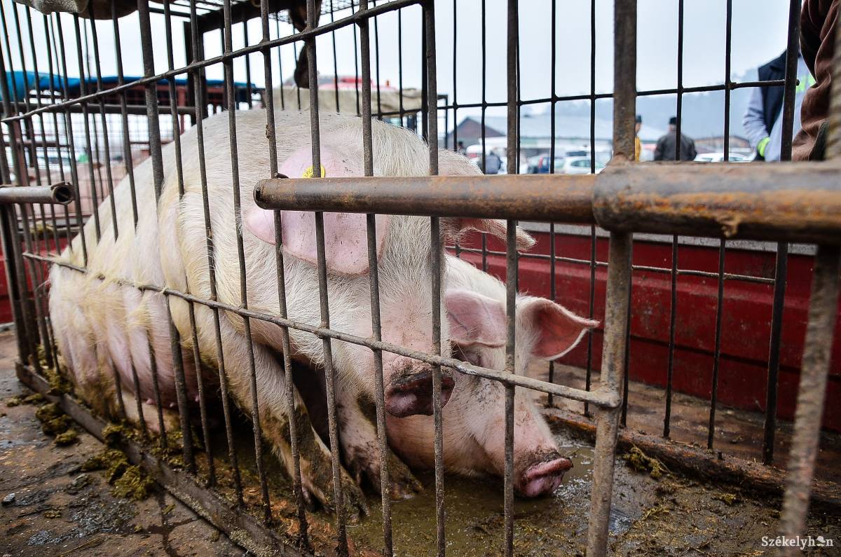 Zajlanak a fokozott ellenőrzések Háromszéken is a sertéspestis megelőzése érdekében. Képünk illusztráció •  Fotó: Barabás Ákos