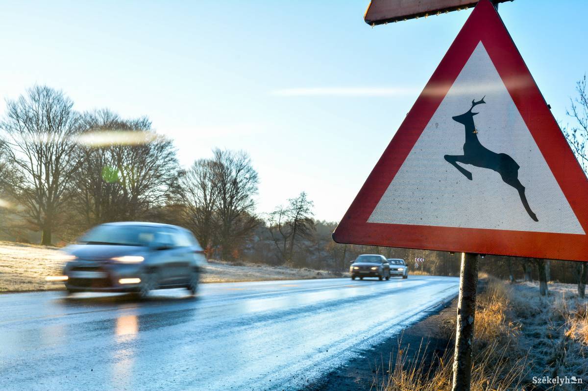 Érdemes komolyan venni a vadveszélyre figyelmeztető közlekedési táblát •  Fotó: Mihály Csaba