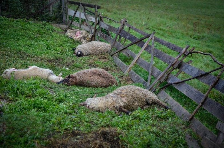 Csökkenőben a vadkárok száma Hargita megyében