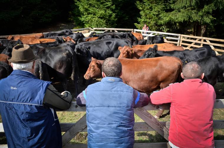 Lehetőség az állatok, mezőgazdasági gépek értékesítésére