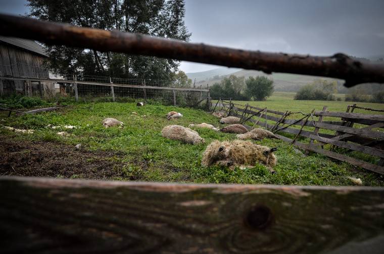 A háziállat-állományt tizedelték a nagyvadak az év eddig eltelt részében