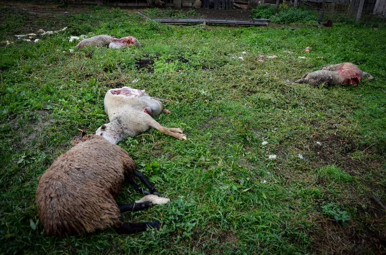 Farkasok öltek juhokat Felsőboldogfalván