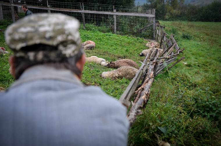Kártalanították a védett vadak által okozott károk elszenvedőit