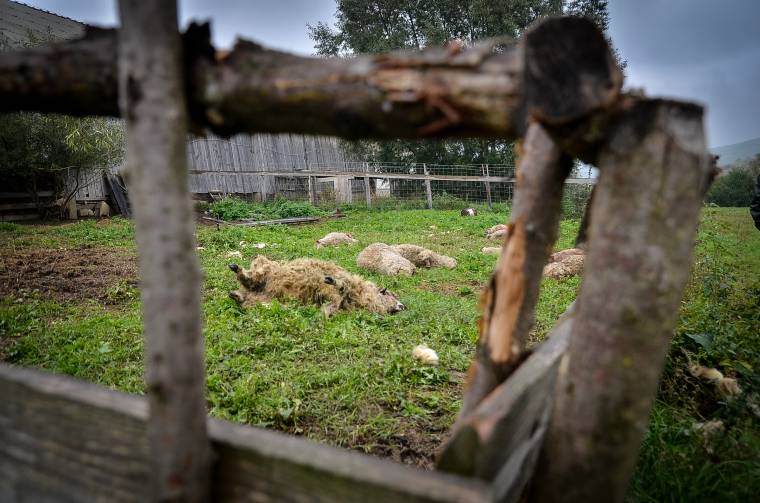 Mérséklődött a vadkárok száma Hargita megyében, de továbbra is vannak gondok