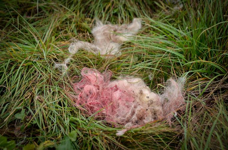 Farkasfalka pusztított Maroslakán