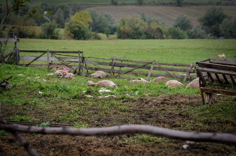 A háztáji gazdaságban levő összes birkát megölte a medve Gyergyóvaslábon