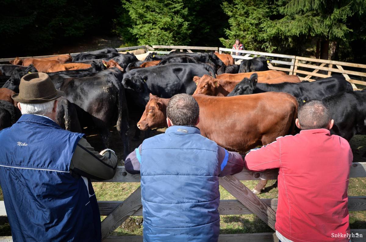•  Fotó: Barabás Ákos