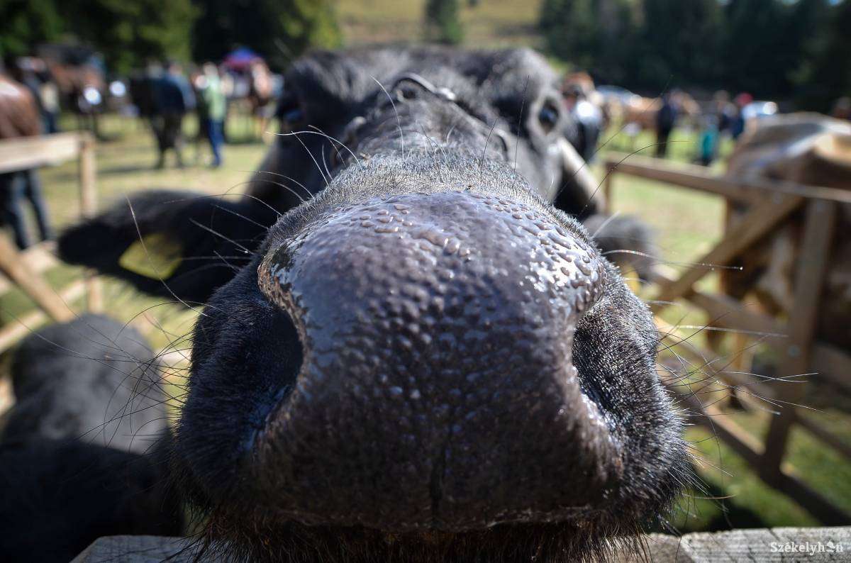 &bullet;  Fotó: Barabás Ákos