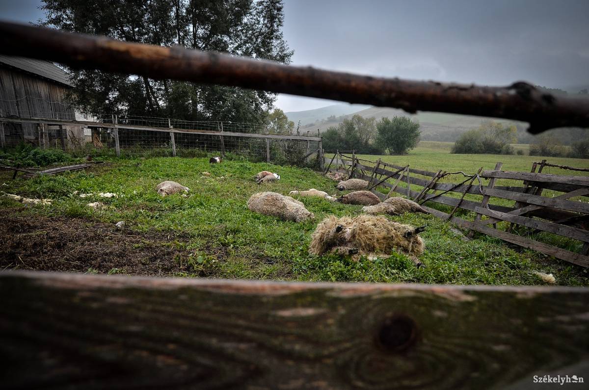 Összesen 372 háziállatot pusztítottak el a medvék és a farkasok Hargita megyében az év eleje óta. Archív •  Fotó: Barabás Ákos