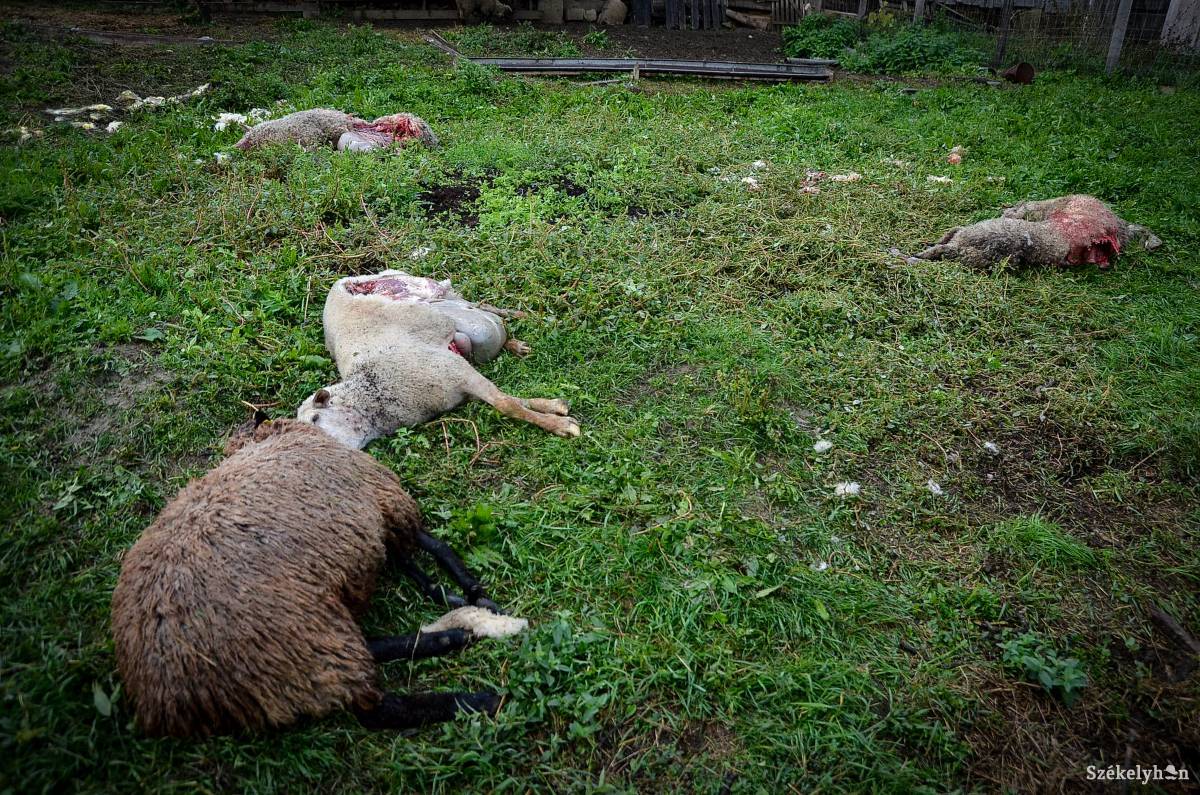 &bullet;  Fotó: Barabás Ákos