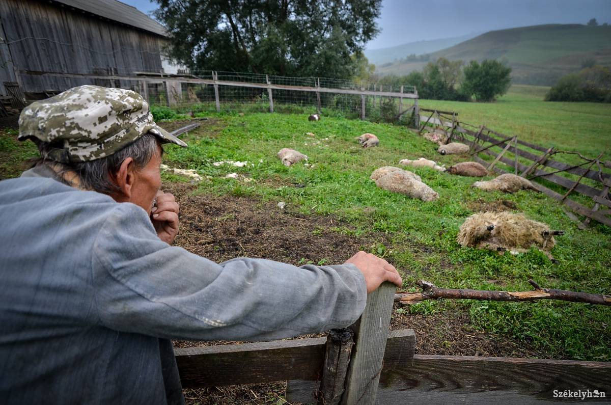 Egyik évben sok a vadkár, a következőben viszonylag kevés, és ez ismétlődik évről évre •  Fotó: Barabás Ákos