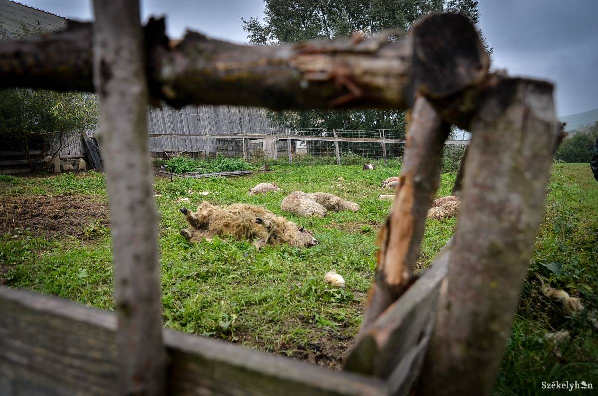 &bullet;  Fotó: Barabás Ákos