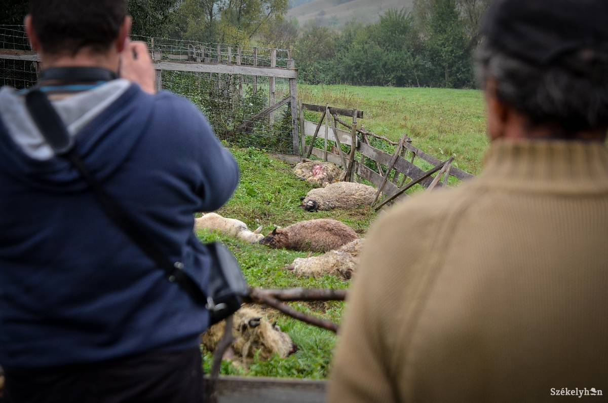 Képünk illusztráció •  Fotó: Barabás Ákos