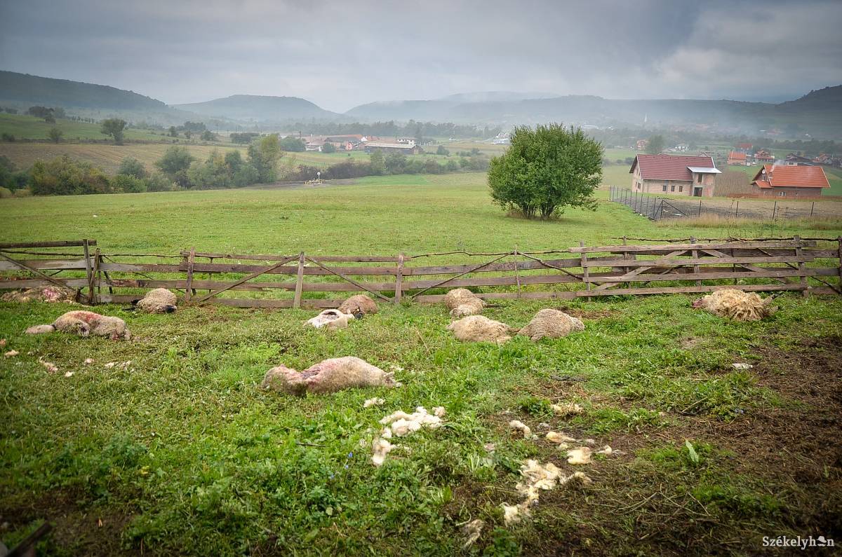 Jelentős károkat jegyeznek a vadállatok támadásai után. Archív &bullet;  Fotó: Barabás Ákos