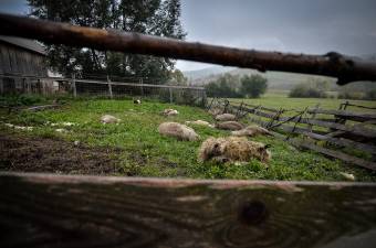 A háziállat-állományt tizedelték a nagyvadak az év eddig eltelt részében