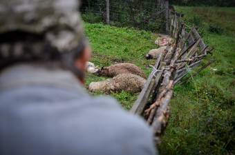 Meghaladja a félmillió lejt a vadak által idén okozott károk összértéke