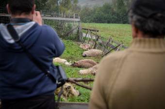 Múlt évben több mint kétmillió lejes kárt okoztak a vadállatok Hargita megyében