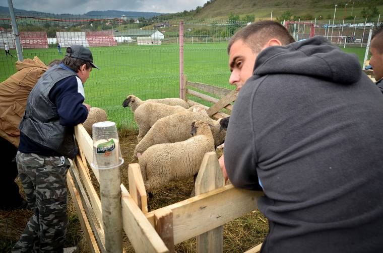 Állattartók találkoztak a Juhé! Fesztiválon