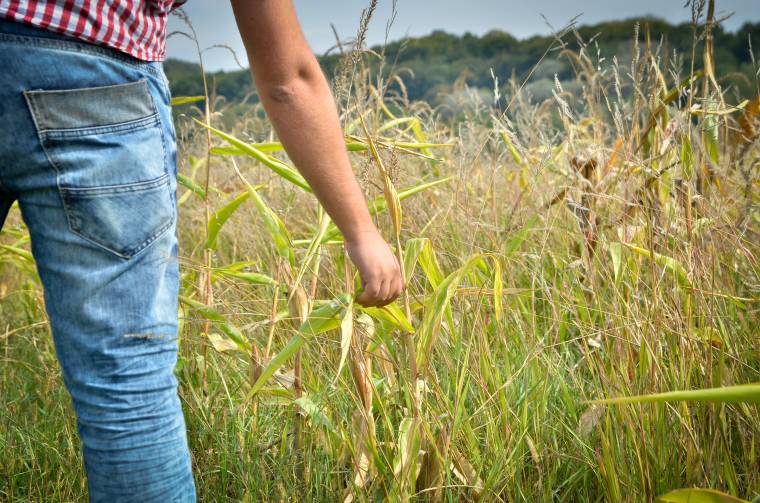 Fejletlen törökbúzák, hiányos csövek