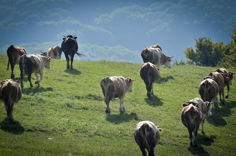 Döntöttek az állattenyésztési ágazat idei támogatásának keretösszegéről