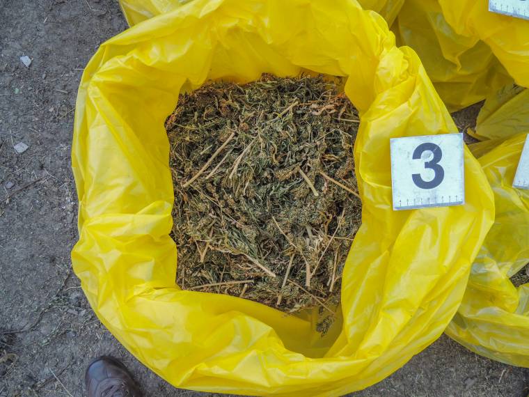 DIICOT-akció: azonosított kannabisz-ültetvények, drogok, fegyverek, rengeteg pénz és 97 őrizetbe vett személy